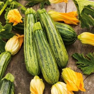 Zucchini - Lajkonik - 100 g - Vielseitig, perfekt für Ratatouille - Samen