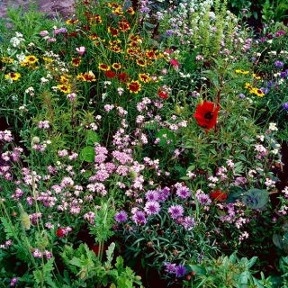 Fast Flowers prato fiorito, una selezione di oltre 20 piante a crescita rapida - 5 kg - 