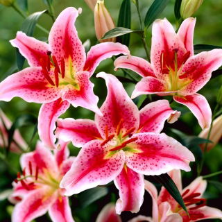 Lily - Star Gazer - orientalna, pachn¹ca - ¡paquete grande! - 10 piezas