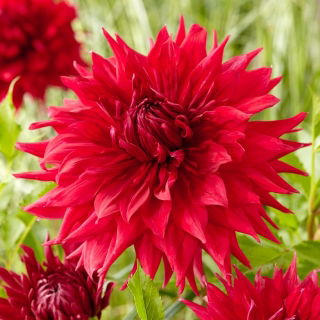 Dahlia - Creve Coeur