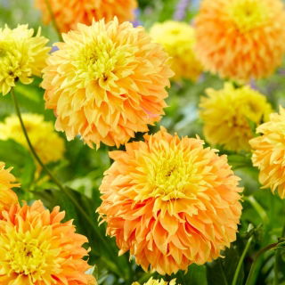 Dahlia - Deep Impact