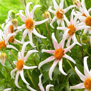 Dahlia - Honka Fragile - 
