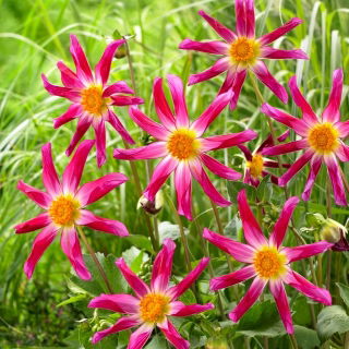 Dahlia - Honka Pink - grootverpakking! - 10 stuks - 