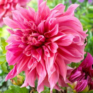 Dahlia - Maki