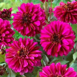 Dahlia - Purple Haze