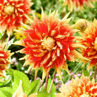 Dahlia - Autumn Sunburst - groot pak! - 10 stuks - 