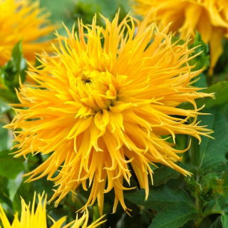 Dahlia - Megint