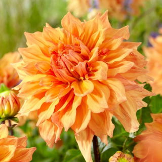 Dahlia - Ben Huston - 