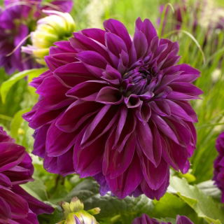 Dahlia - Thomas A. Edison - stor pakke! - 10 stk.