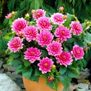 Dahlia - Bluesette - groot pak! - 10 stuks - 