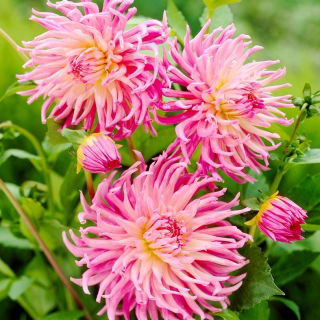 Dahlia - Star's Favourite - large pack! - 10 pcs