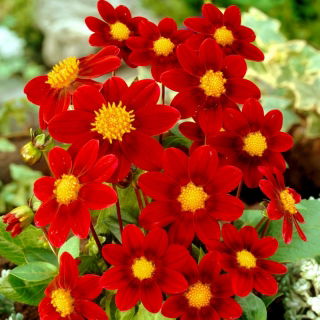 Dahlia - Firebird - grand paquet ! - 10 pieces