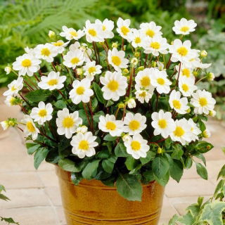 Dahlia - Topmix White - nagy kiszerelés! - 10 db.