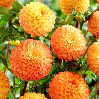 Dahlia - Souvenir d'Ete - grootverpakking! - 10 stuks - 