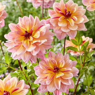 Dahlia - Dark Butterfly