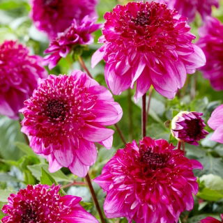 Dahlia - Richards Fortune