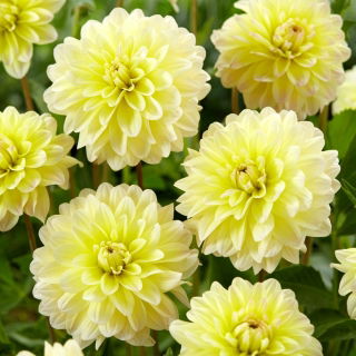 Dahlia - Innocent Silence - groot pak! - 10 stuks - 