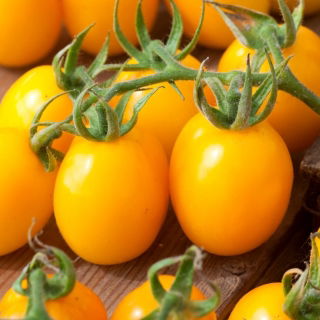 Koliber tomato - a yellow field cocktail variety