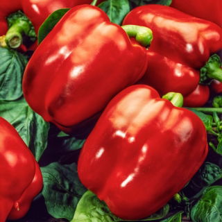 Tomelloso F1 rote Paprika - für den Anbau im Gewächshaus, für anspruchsvolle Züchter - 
