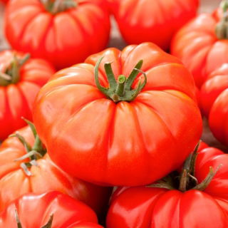Roșie Monterosa F1 - un soi de seră de tip zmeură, pentru cultivatorii pretențioși - 