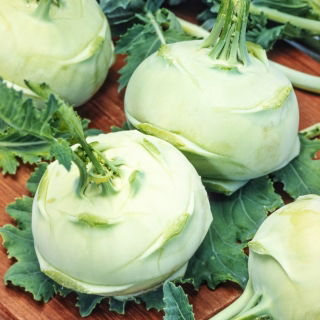 Troja F1 Kohlrabi - weiße, mittelfrühe Sorte - 2500 kalibrierte Samen (2,0 bis 2,2) - professionelles Saatgut für jedermann - 
