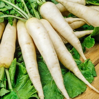 Alabastro F1 daikon - ravanello invernale bianco lungo - 100 grammi - semi professionali per tutti - 