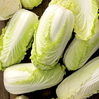 Pacifiko F1 BIO napa cabbage - early variety - certified organic seeds