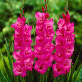 Gladiolus Fidelio - 5 stk.