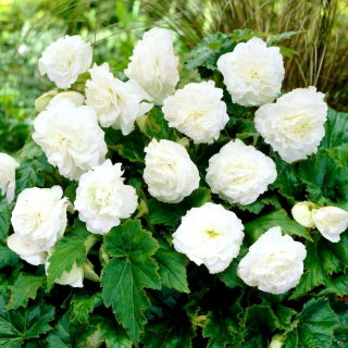 Begonia Non Stop - bianca - 2 pz