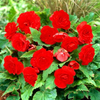 Begonia Non Stop - rouge - 2 pcs
