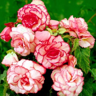 Begonia Bouton de Rose - roz-alb - 2 buc.