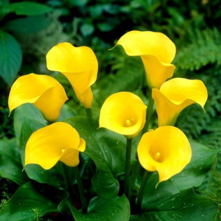 Florex Gold calla lily - XXL bulb; arum lily, Zantedeschia - large package! - 10 pcs