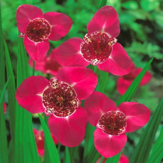 Fleur de paon rose - Pack XL ! - 500 pieces ; fleur de tigre, fleur de coquillage