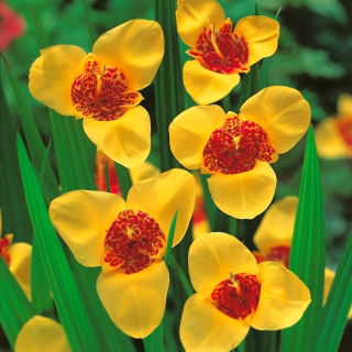 Fiore di pavone giallo - Confezione XL! - 500 pezzi; fiore di tigre, fiore di conchiglia
