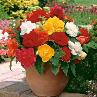 Begonia double - melange de couleurs - gros paquet ! - 20 pieces