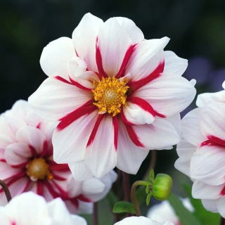 Dahlia - Fire and Ice - XL pack! - 50 pcs