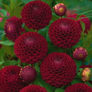 Dahlia - Downham Royal - XL-pakke! - 50 stk.