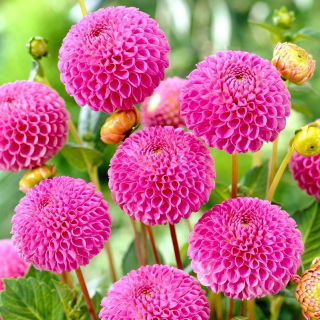Dahlia - Franz Kafka - large pack! - 10 pcs