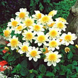 Dalia - Toto - confezione grande! - 10 pezzi