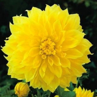 Dahlia - Kelvin Floodlight - XL pack! - 50 pcs