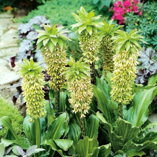 Tarka ananászliliom - Eucomis bicolor - nagy csomag! - 20 db.