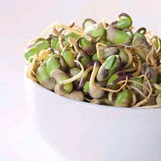Semi che germogliano con un grande germoglio - Soia - 