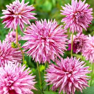 Cactus dahlia - Hy Trio - stor pakke! - 10 stk