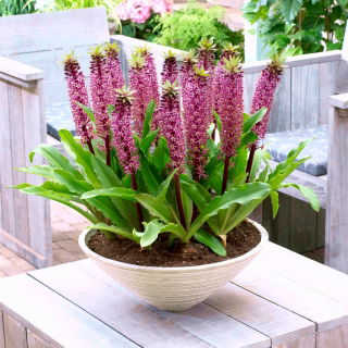 Van der Merwey ananász liliom Eucomis - ÚJ! - nagy csomag! - 10 db.