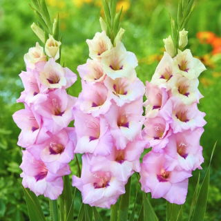 Venezia gladiolus - stor pakke! - 50 stk.