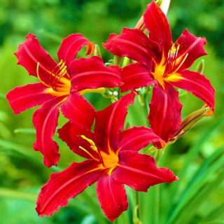 Crimson Pirate daylily - nagy csomag! - 10 db.