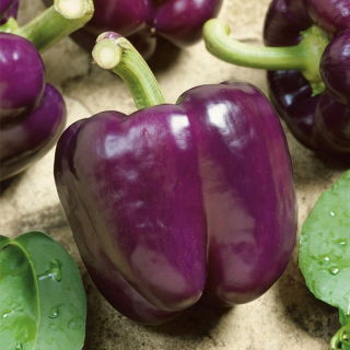 Paprika - Loran - Mörklila sort för växthus och friland - Färska frön