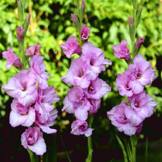Alpha gladiolus - 5 pcs