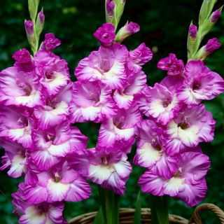 Anouk gladiolus - stort paket! - 50 st