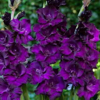 Mombasa gladiolus - veliko pakiranje! - 50 kom